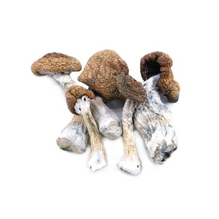 Magic Mushrooms - Smurf
