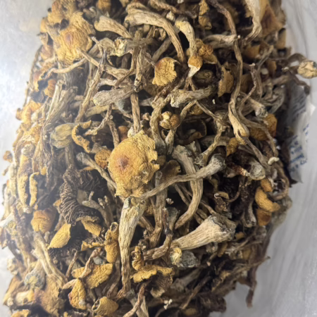 A close-up view of dried Magic Mushrooms - African Transkei, featuring golden-brown caps and thin stems inside a clear plastic storage bag.