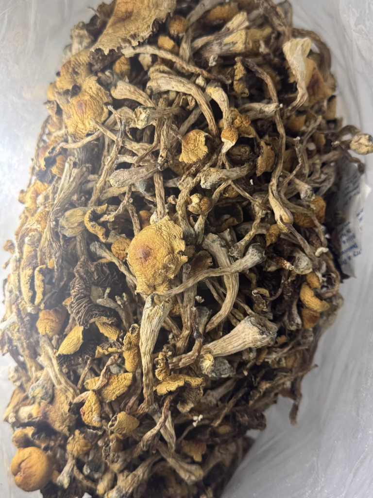 Magic Mushrooms - African Transkei