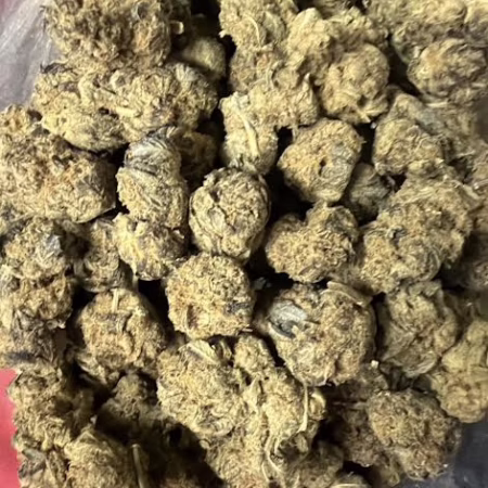 Close-up view of Tiger's Blood cannabis buds, showcasing their dense structure and rich coloration, ideal for connoisseurs.