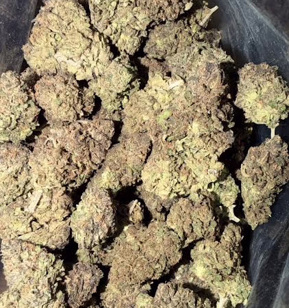 Close-up view of White Poison cannabis buds showcasing their dense texture and vibrant colors.