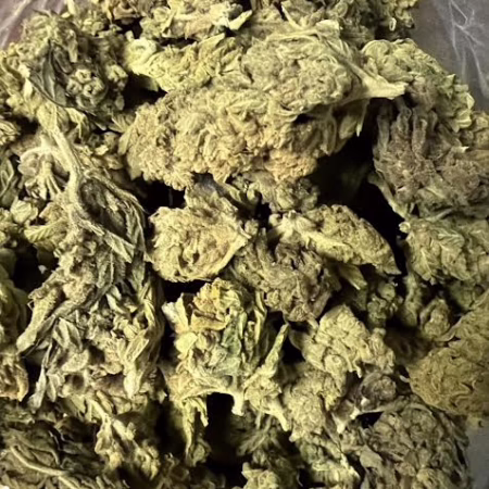 Close-up of a collection of dried cannabis buds in a clear bag.