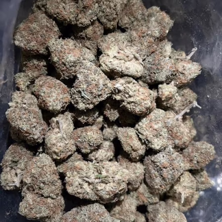 High-quality Northern Berry cannabis buds in a clear bag.