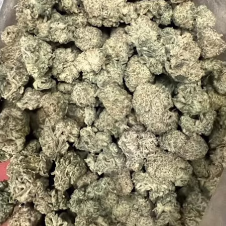 Maui Wowie cannabis strain featuring dense, green buds with a rich texture and vibrant appearance, ideal for relaxation.